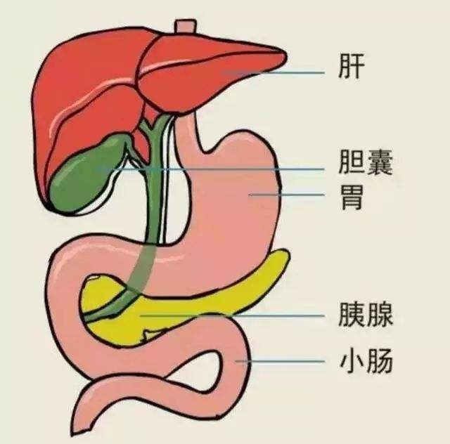 经皮肝穿刺 胆道引流术 有关问题解答